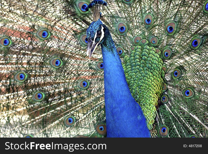 Malaysia, Pangkor island: Blue indian Peacock displaying the tail as part of courtship