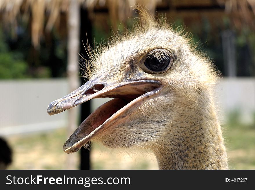 Ostrich head; long beak and enormous eyes; no feathers