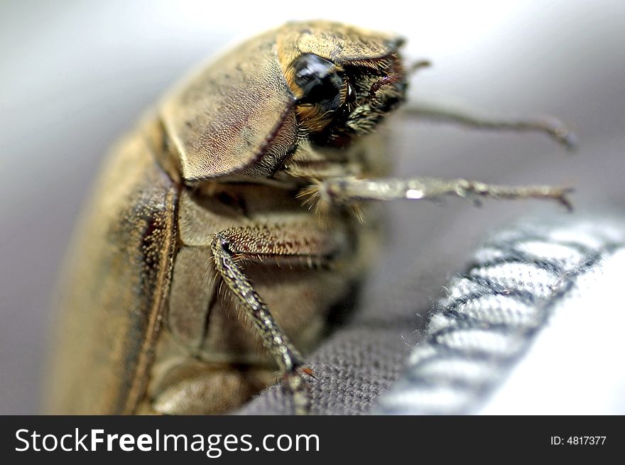 Malaysia, langkawi: Brown coleoptera
