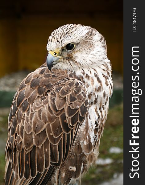 Saker falcon bird. Beautiful predator looking left.