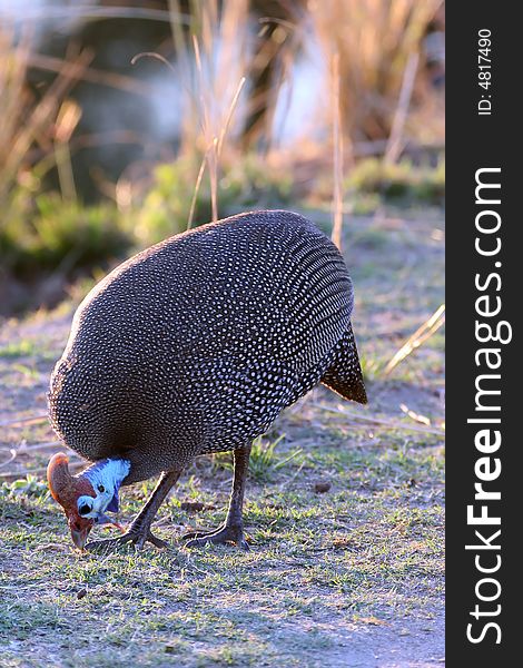 Guinea fowl foraging kruger national park