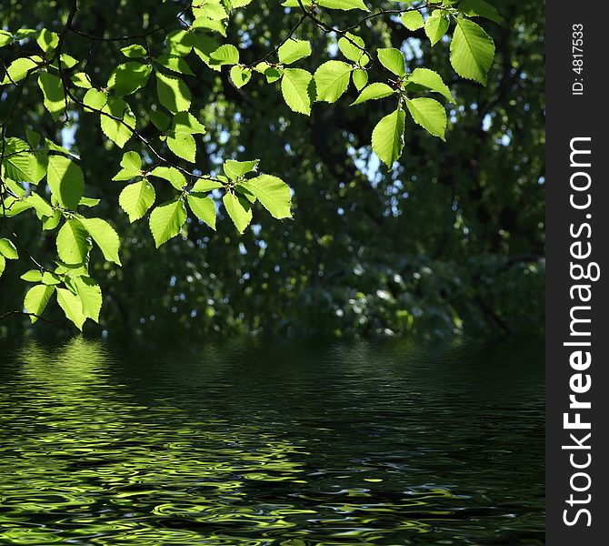 Green Leaves Reflecting In The Water