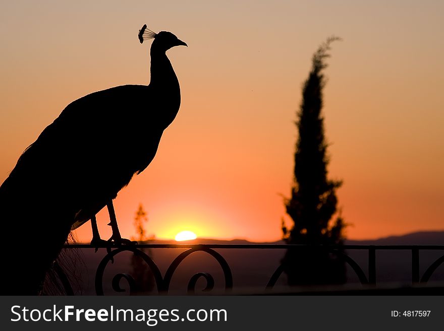 Peacock silhouette on sunset scenery. Peacock silhouette on sunset scenery