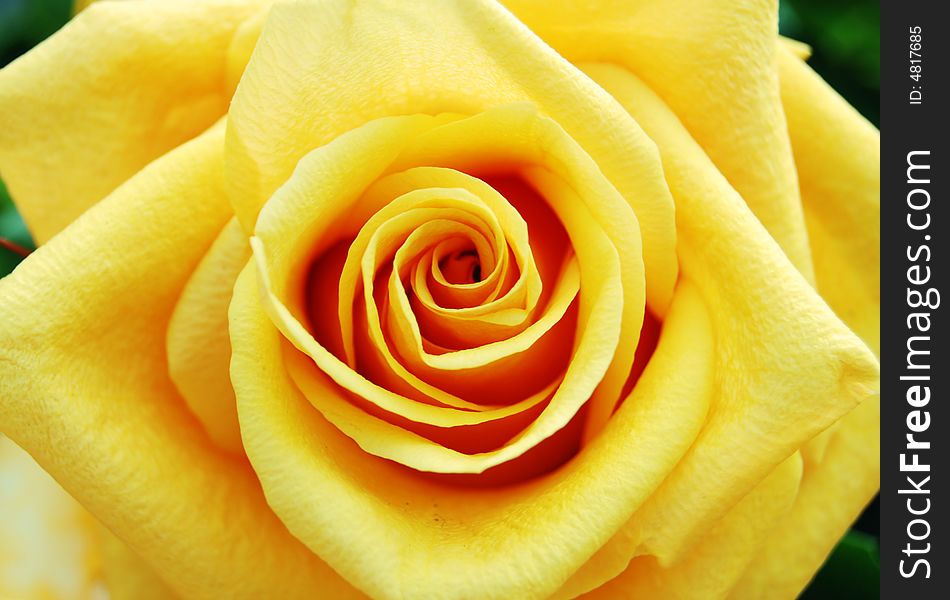 Near picture of yellow rose