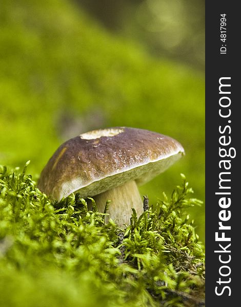 Wild mushroom growing on a mossy forest floor