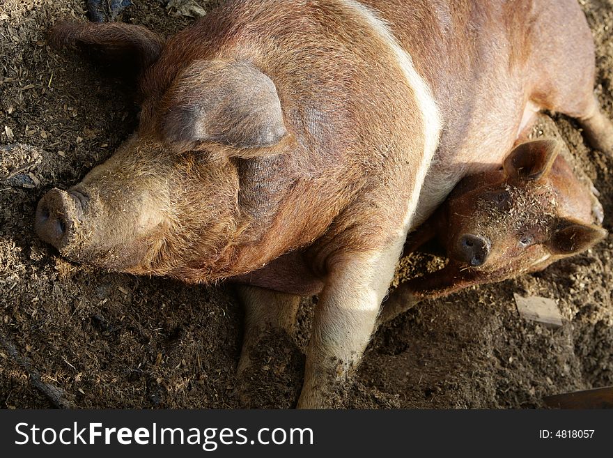 Ugly dirty and funny pig laying in the mud. Ugly dirty and funny pig laying in the mud