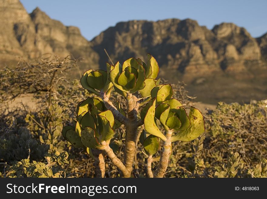Close Up of Plant with unfocussed mountains behind. Close Up of Plant with unfocussed mountains behind