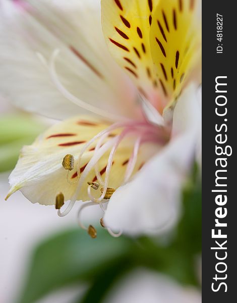 Bright tiger lily close-up background