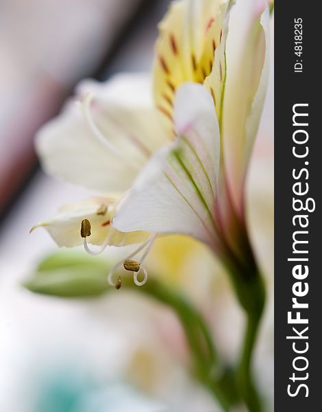 Bright tiger lily close-up background