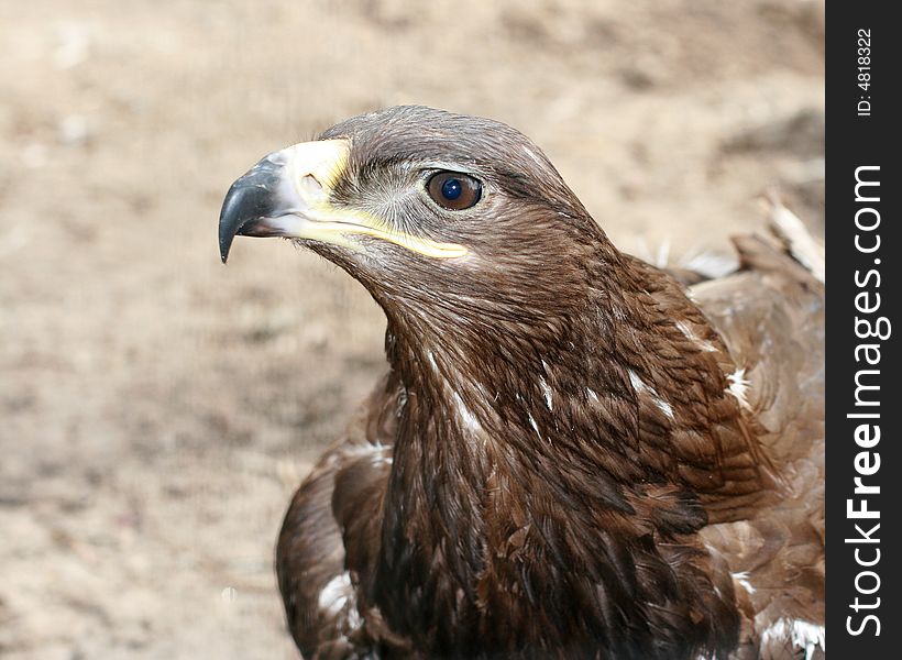 Portrait of an eagle ( Pernis Apivorus )  from close distance