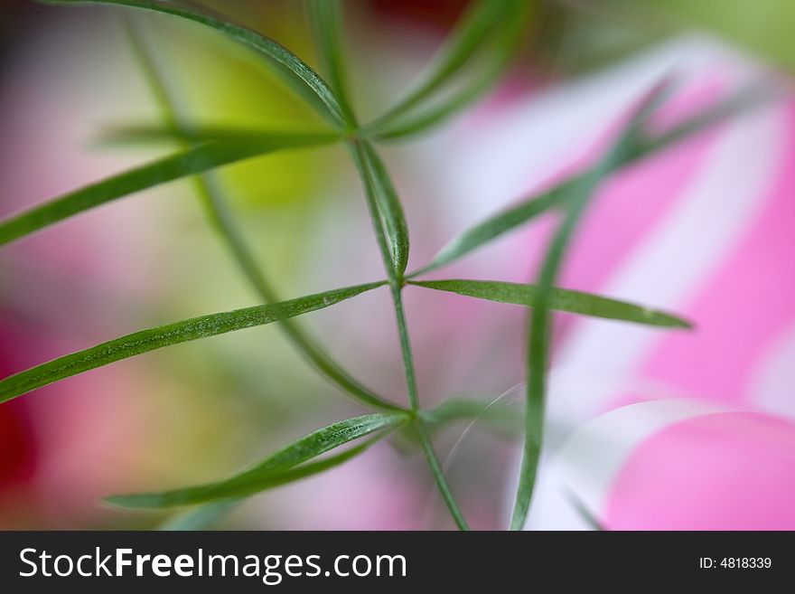 Beautiful floral background close-up