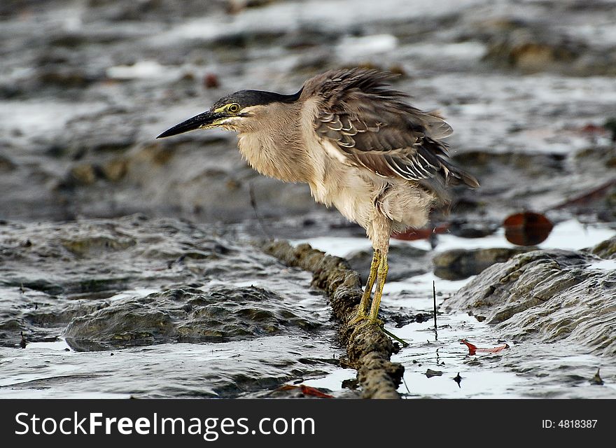 Morning bird enjoy Sunlight bathe