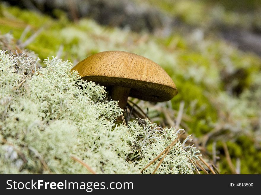 Wild mushroom growing on a mossy forest floor