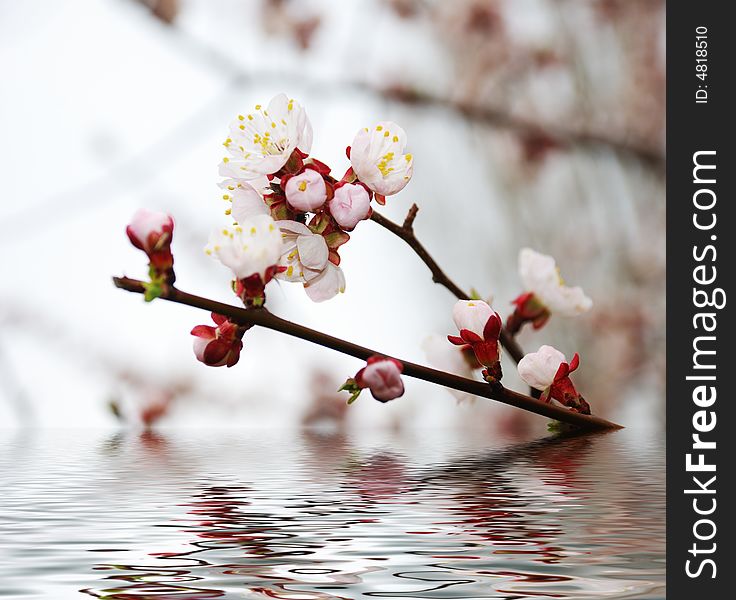 Blossoming branch reflecting in water wae