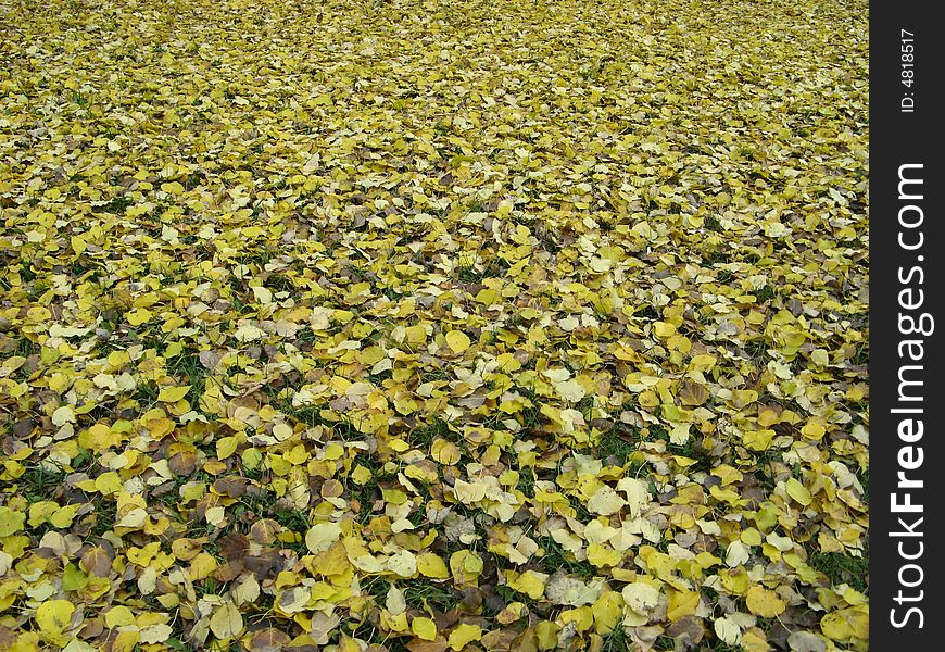 Yeloow leaves of birch (Betula) cover ground. Yeloow leaves of birch (Betula) cover ground