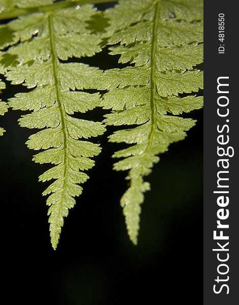 Two fern fronds against a black background. Two fern fronds against a black background