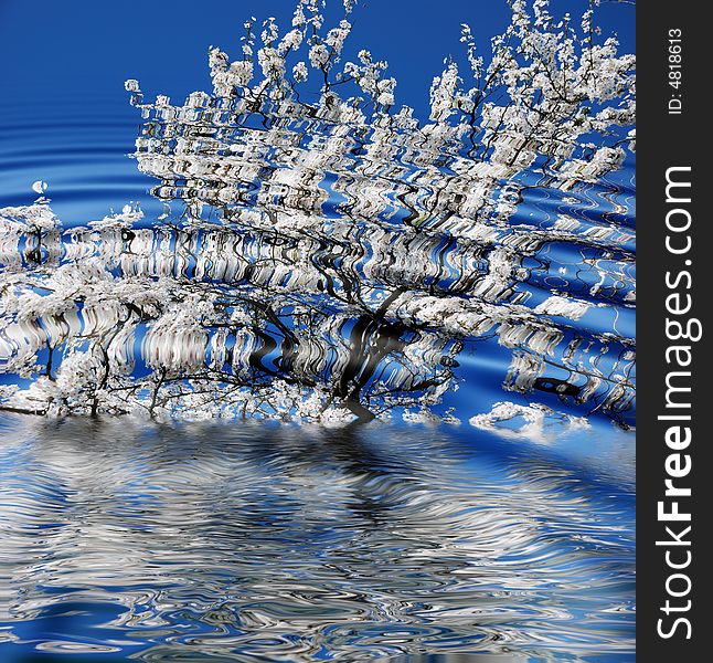 Blossoming tree reflected in water ripples