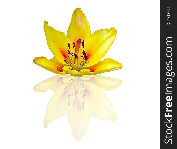Isolated yellow lily on white background with reflection underneath. Isolated yellow lily on white background with reflection underneath.
