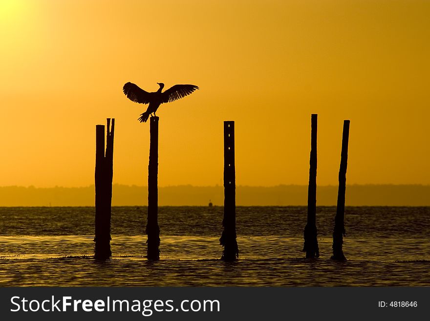 A cormorant stretching its wings at dawn in the Solent. A cormorant stretching its wings at dawn in the Solent