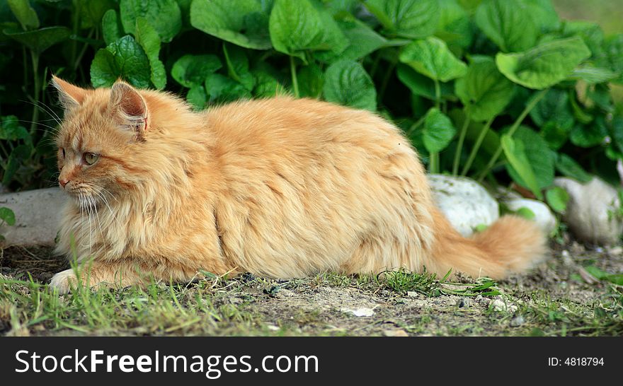 Big female european cat in my garden. Big female european cat in my garden