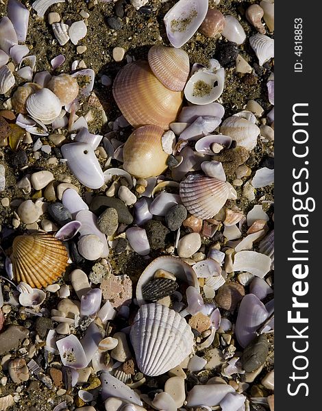Detail of sea shells on a sandy mediterranean beach. Detail of sea shells on a sandy mediterranean beach