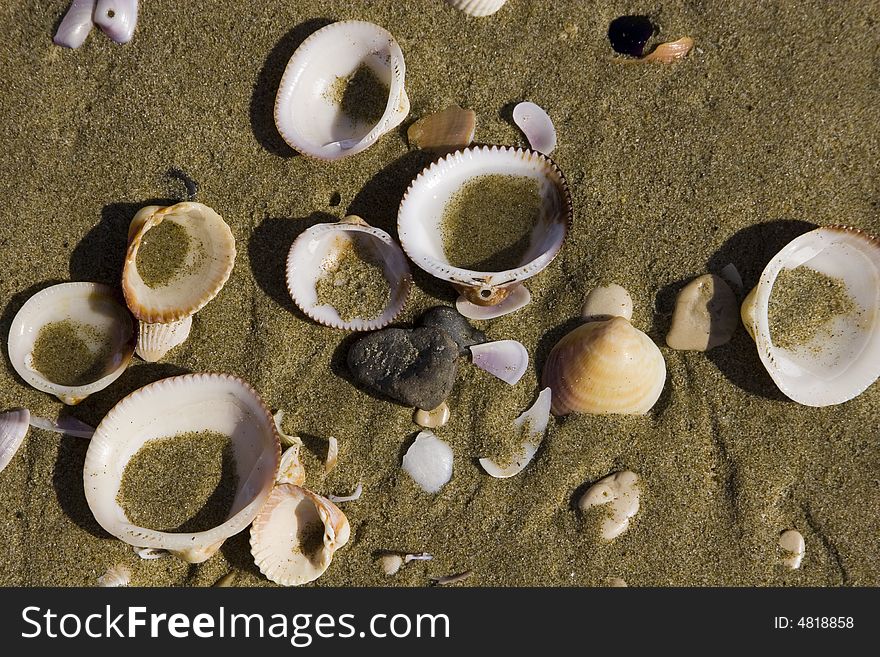 Beach Shells - Close Horizontal