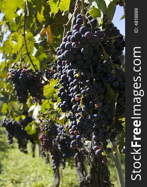 Black grapes in a vineyard in Molise, Italy