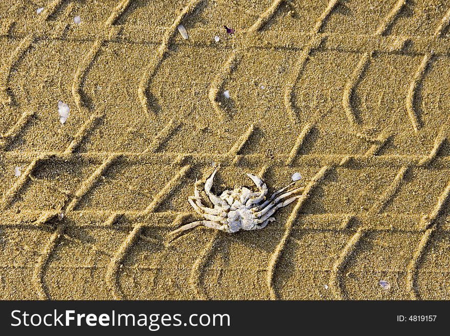 Tyre tracks over a crab on a beach. Tyre tracks over a crab on a beach