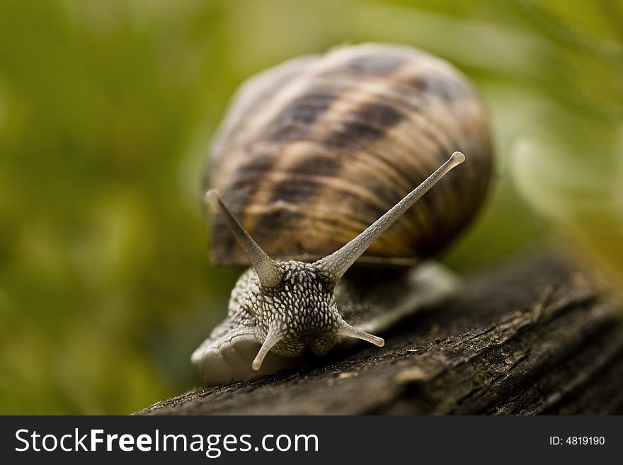 Close up photo of a snail
