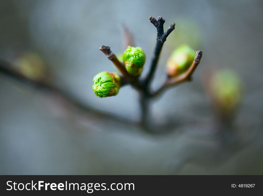 Spring botanical close-up background with vivid colors