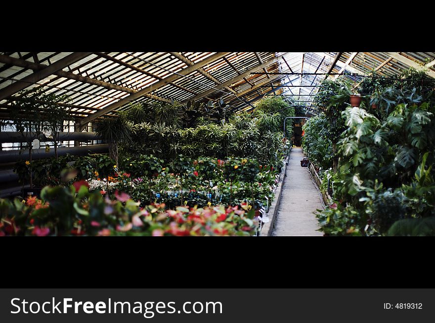 Hot house with different trees and plants