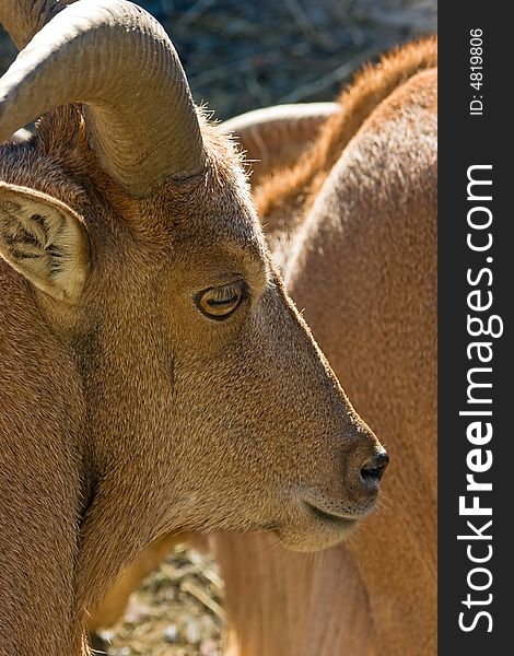 A Mountain Goat head and horns shot