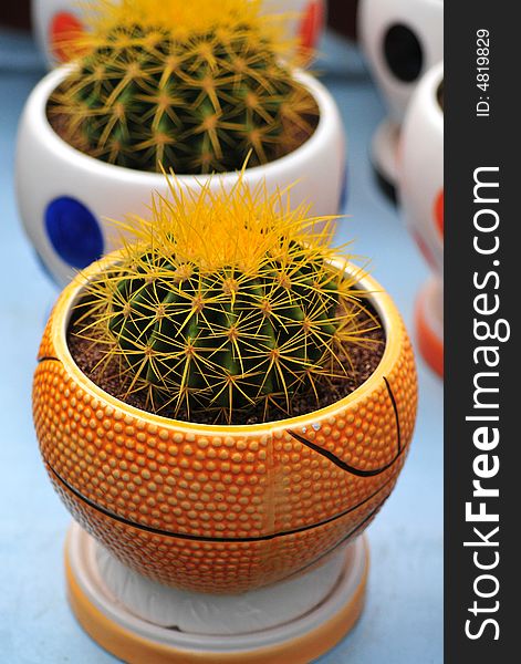 Cactus in basket bowl