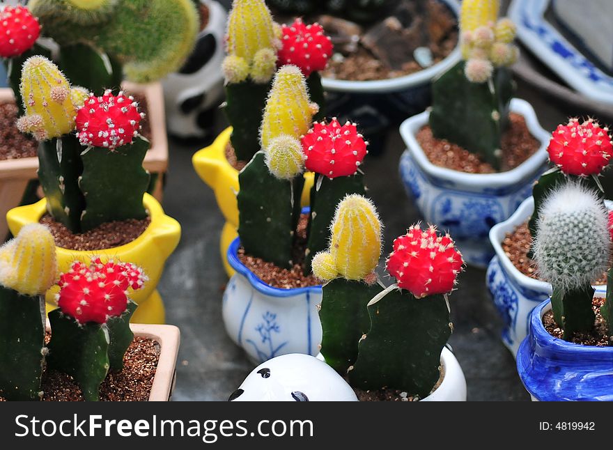 Cactus in the bowl, cactis in funny bowl. Cactus in the bowl, cactis in funny bowl