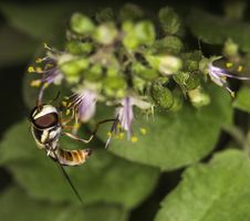 Hover Fly Stock Photography