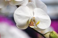 Beautiful Orchid Royalty Free Stock Photography Beautiful Orchid Royalty Free Stock Photography