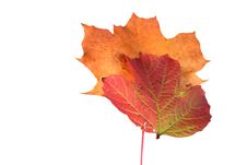 Autumn Leaves Stock Image Autumn Leaves Stock Image