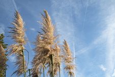 Pampas Grass Stock Image Pampas Grass Stock Image