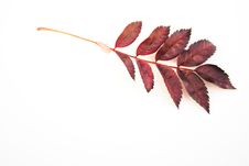 Autumn Leaves Royalty Free Stock Photos Autumn Leaves Royalty Free Stock Photos