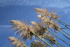 Pampas Grass Stock Photo Pampas Grass Stock Photo