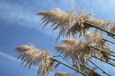 Pampas Grass Royalty Free Stock Photos Pampas Grass Royalty Free Stock Photos