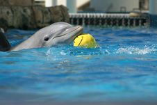 Dolphin With Ball Stock Photo Dolphin With Ball Stock Photo