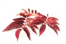 Autumn Leaves Royalty Free Stock Images Autumn Leaves Royalty Free Stock Images