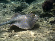 Blue Spotted Ray Swimming Royalty Free Stock Photos Blue Spotted Ray Swimming Royalty Free Stock Photos