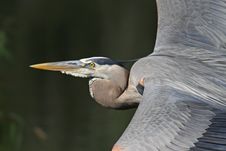 Great Blue Heron Royalty Free Stock Photography Great Blue Heron Royalty Free Stock Photography