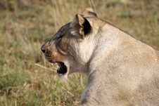 Female Lion Royalty Free Stock Images