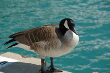Canada Goose Royalty Free Stock Photography Canada Goose Royalty Free Stock Photography
