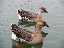 Two Geese Stock Photography Two Geese Stock Photography