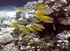 Coral Reef Scene With Fish Royalty Free Stock Photo Coral Reef Scene With Fish Royalty Free Stock Photo