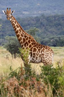 Giraffe Royalty Free Stock Photo Giraffe Royalty Free Stock Photo